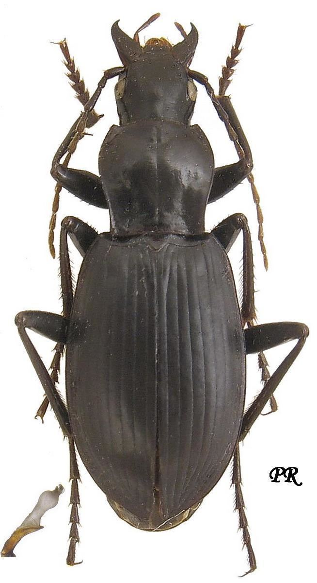 Laemostenus Genus Laemostenus Bonelli 1810 tab syn Carabidae