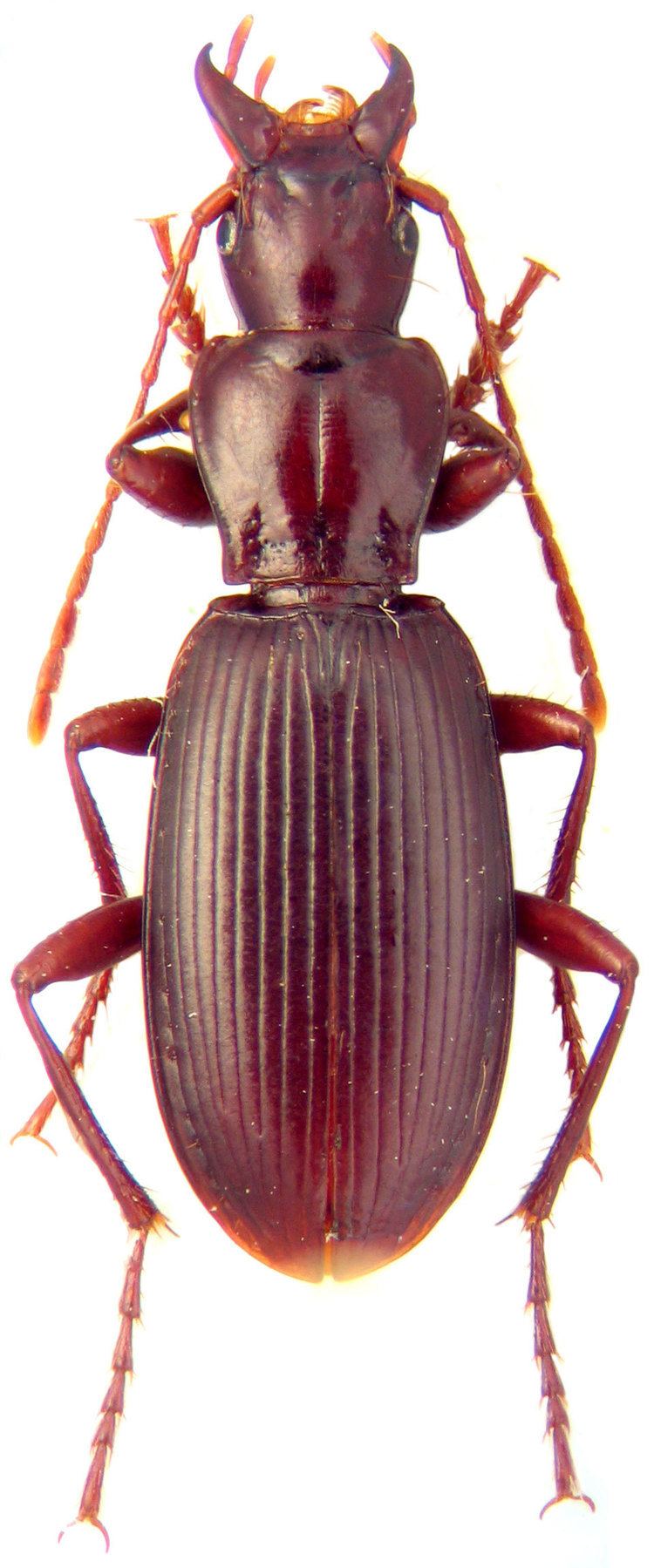 Laemostenus carabidaeorgcarabidaeLaemostenus20Microsphodru