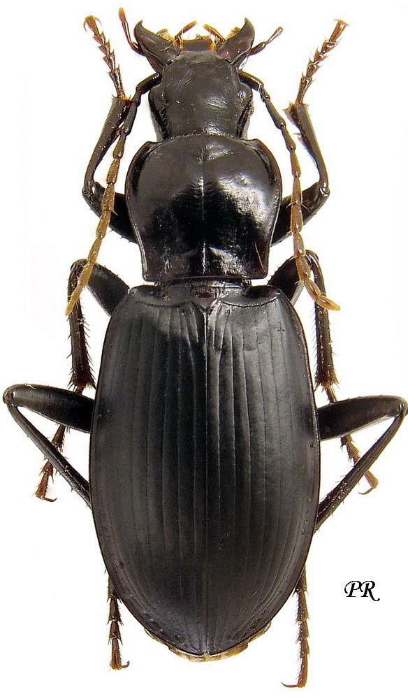 Laemostenus Genus Laemostenus Bonelli 1810 tab syn Carabidae