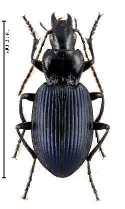 Laemostenus Carabidae Europa