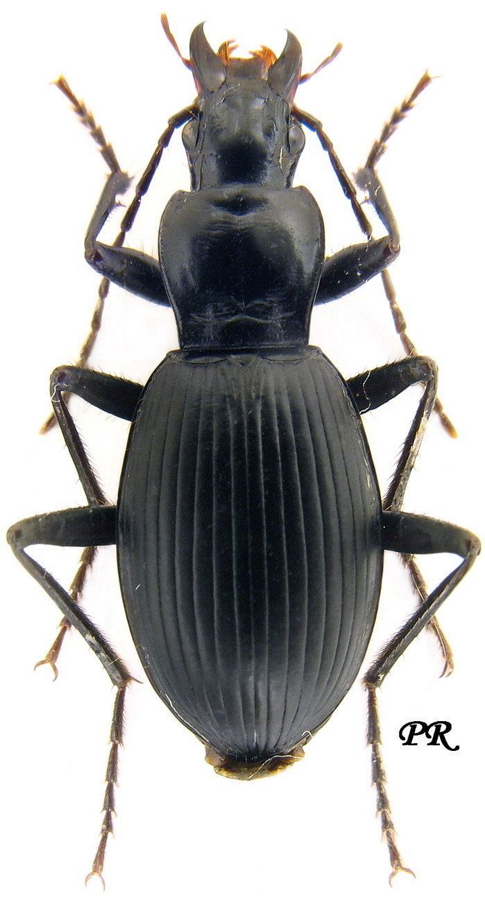 Laemostenus Genus Laemostenus Bonelli 1810 tab syn Carabidae