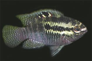 Laetacara FishProfilescom Laetacara dorsigera