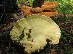 Laetiporus huroniensis httpsuploadwikimediaorgwikipediacommonsthu