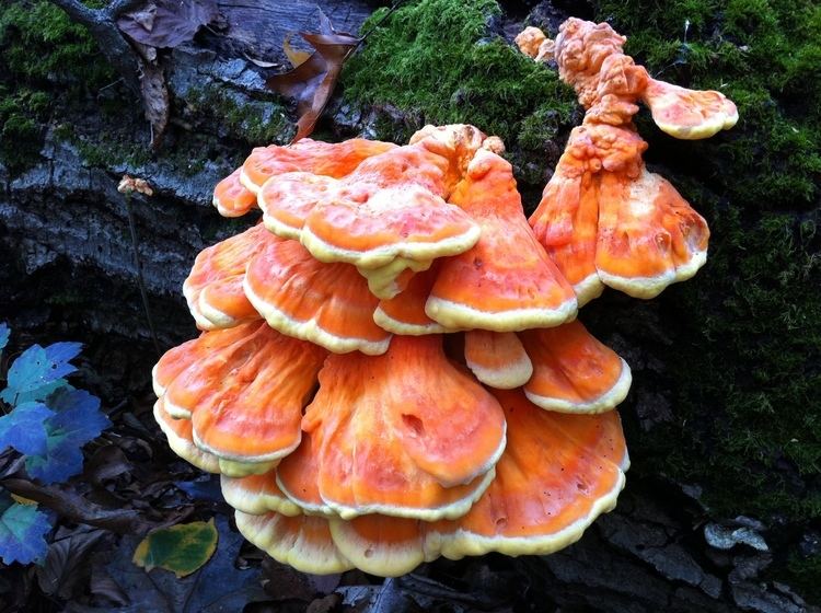 Laetiporus sulphureus Laetiporus sulphureus The Thing That is Steve