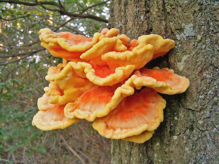 Laetiporus sulphureus FileLaetiporus sulphureus Chicken of the woods on an oak tree