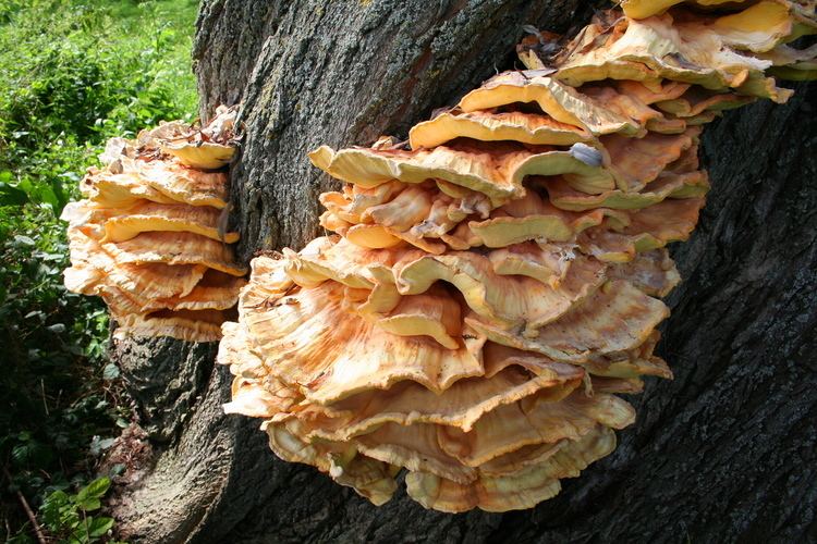 Laetiporus sulphureus FileLaetiporus sulphureus JPG2ajpg Wikimedia Commons