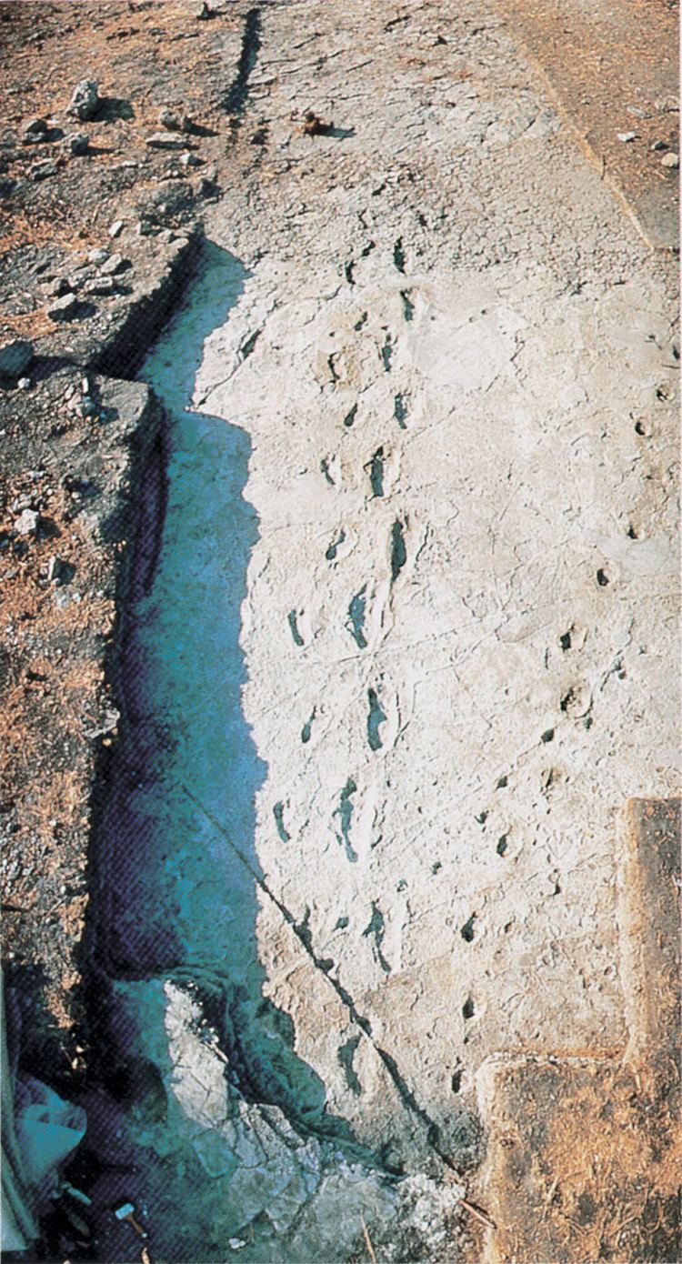 Laetoli Overview of hominid footprints at Laetoli Tanzania from 36 mya