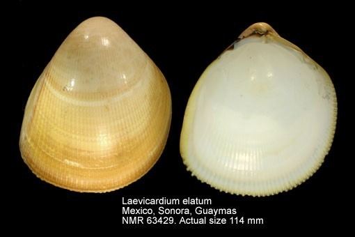 Laevicardium WoRMS World Register of Marine Species