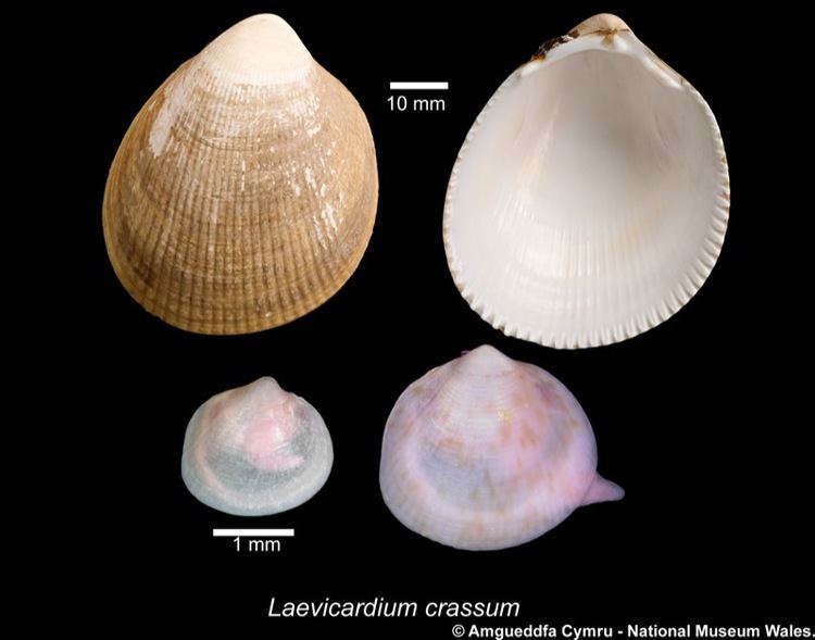 Laevicardium crassum Laevicardium crassum Gmelin 1791 Marine Bivalve Shells of the