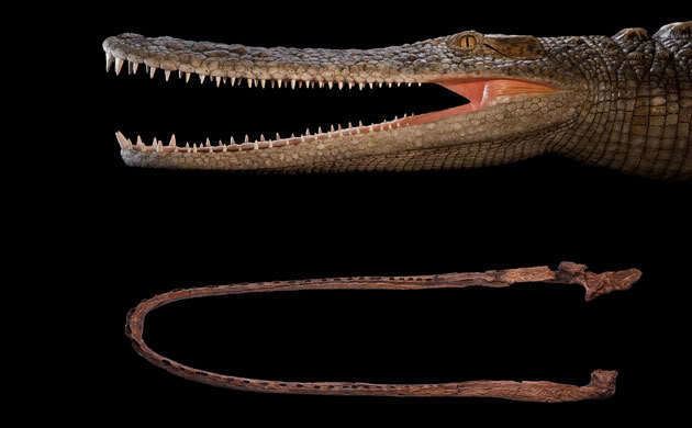 Laganosuchus Discoveries Paul Sereno Paleontologist The University of Chicago