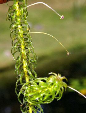 Lagarosiphon major Lagarosiphon major New Zealand Plant Conservation Network