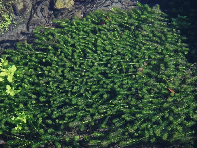 Lagarosiphon major Flora of New Zealand Weed Profile Lagarosiphon major