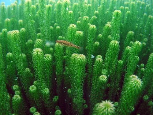 Lagarosiphon major Lagarosiphon Water quality Te Ara Encyclopedia of New Zealand