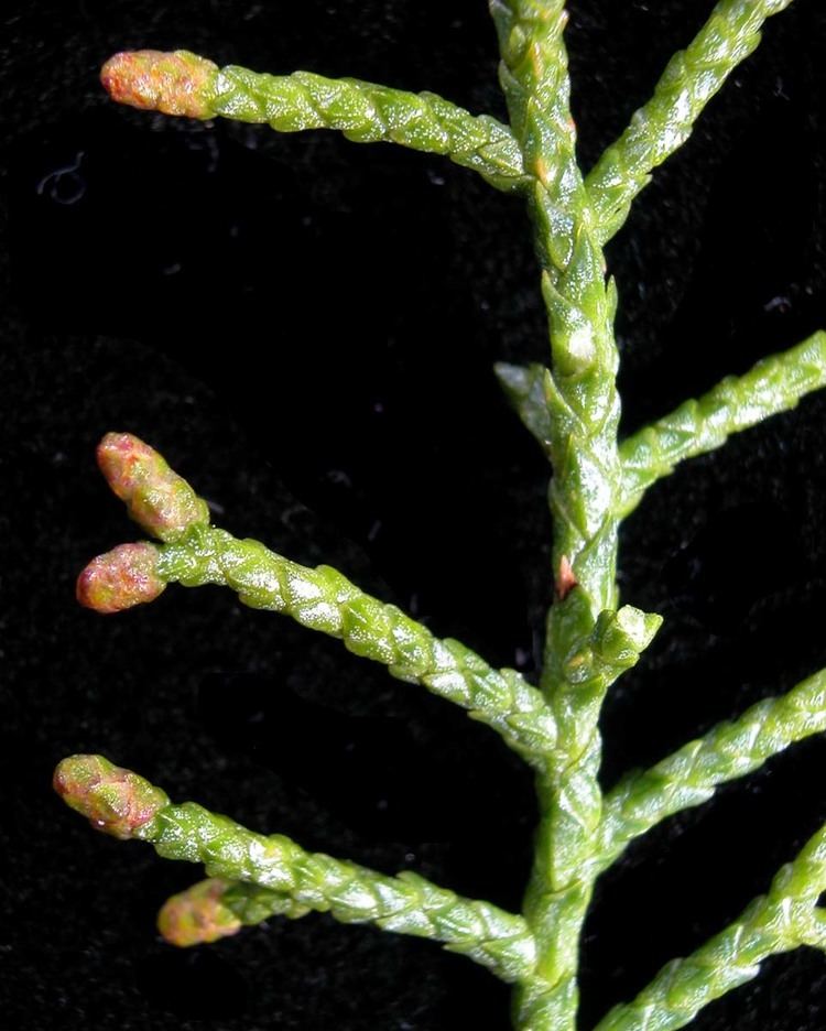Lagarostrobos Lagarostrobos franklinii Huon pine Dacrydium franklinii