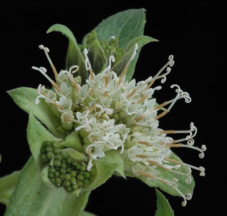 Lagascea Lagascea helianthifolia fotos