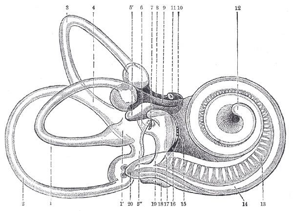 Lagena (anatomy)
