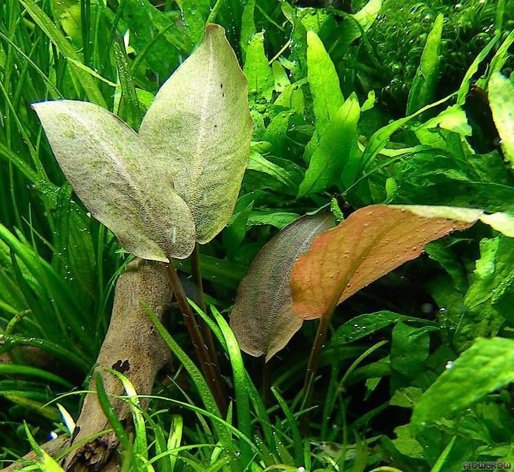 Lagenandra Lagenandra meeboldii quotRotquot quotRedquot Flowgrow Aquatic Plant Database
