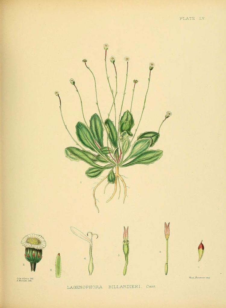 Lagenophora stipitata