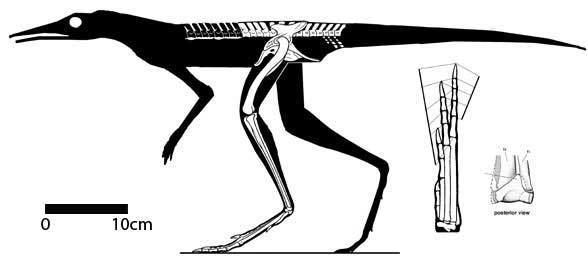 Lagerpeton What is Lagerpeton The Heretical View The Pterosaur Heresies