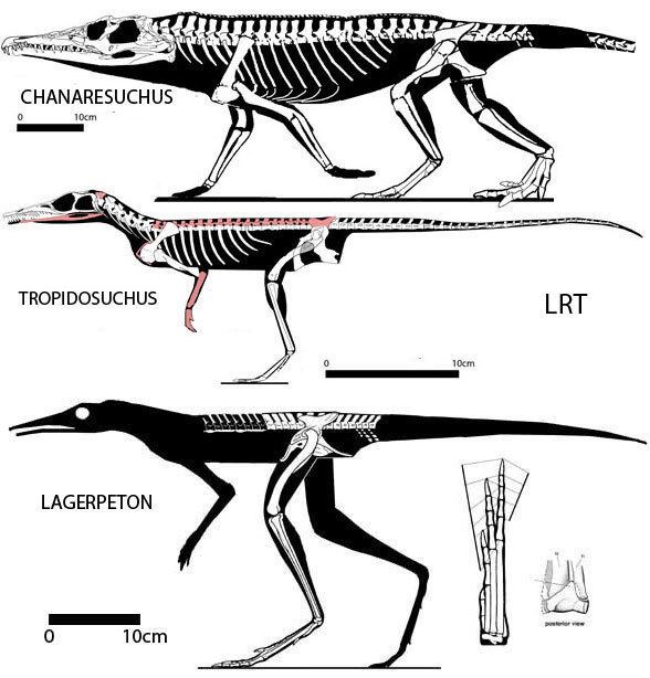 Lagerpeton Lagerpeton The Pterosaur Heresies
