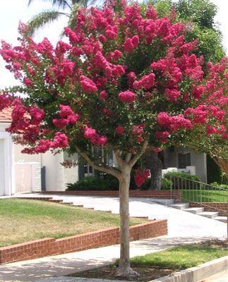 Lagerstroemia 1000 ideas about Lagerstroemia on Pinterest Crepe myrtle trees