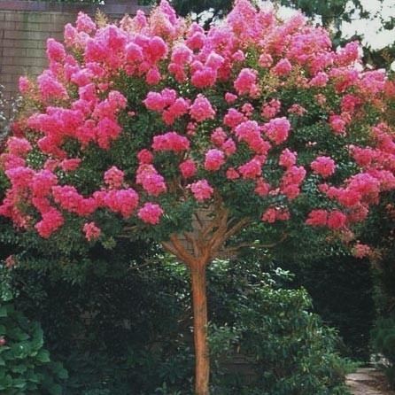 Lagerstroemia Lagerstroemia indica Bergerac Crepe Myrtle Leafland