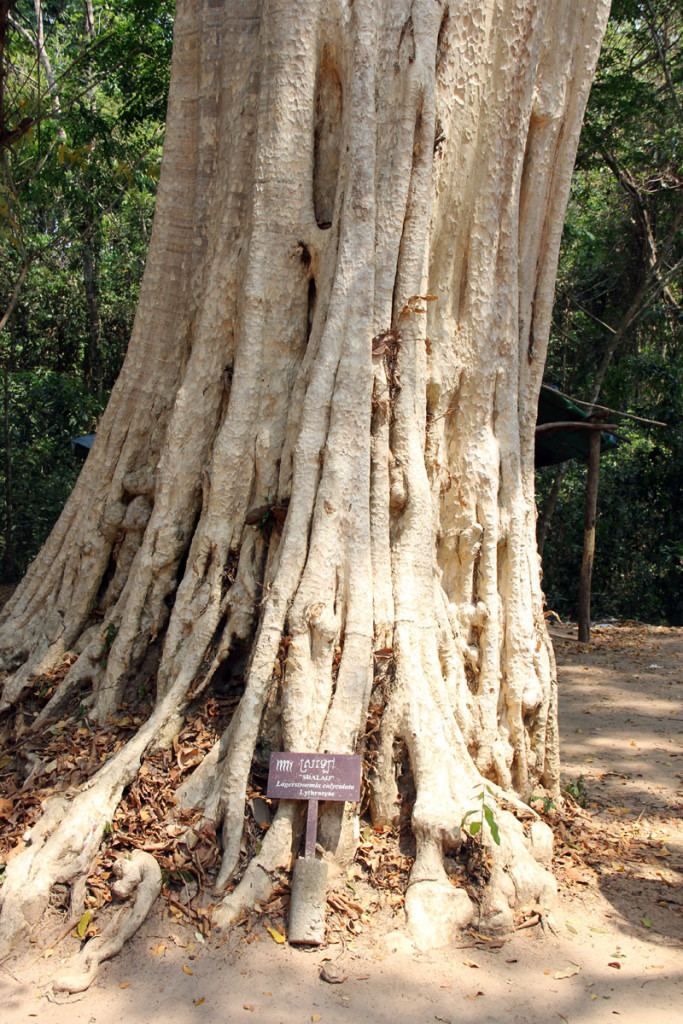 Lagerstroemia calyculata The end for one of the last giants still standing in Asia39s forests