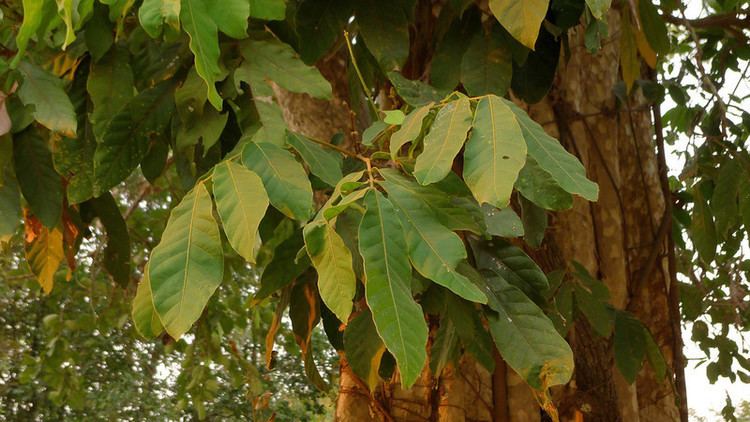 Lagerstroemia calyculata gt Lagerstroemia calyculata