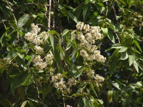 Lagerstroemia calyculata Lagerstroemia calyculata Useful Tropical Plants