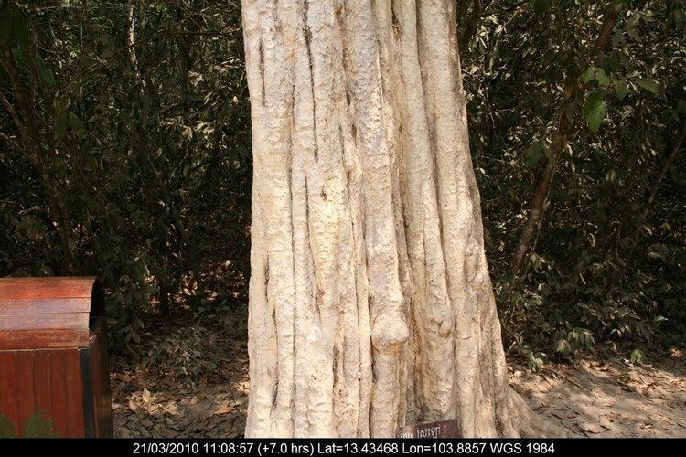 Lagerstroemia calyculata Panoramio Photo of Endemic tree Sralao Lagerstroemia
