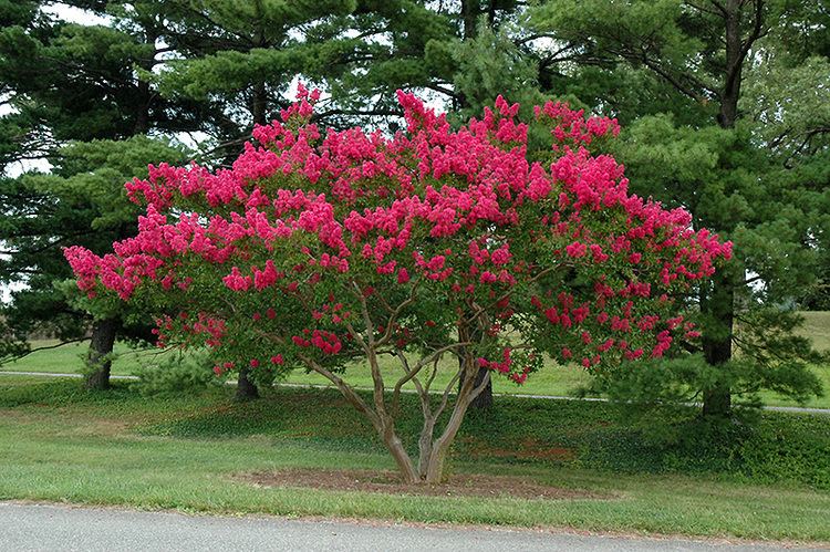 Lagerstroemia Dallas Red Crapemyrtle Lagerstroemia indica 39Dallas Red39 in