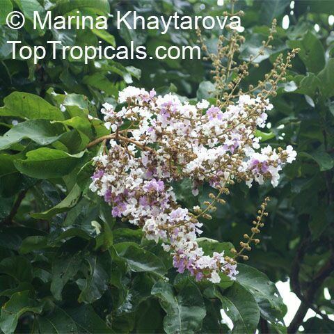 Lagerstroemia floribunda Lagerstroemia floribunda Kedah Bungor Crepe Myrtle TopTropicalscom