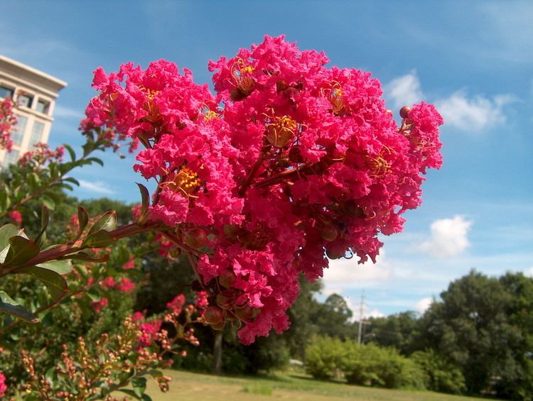 Lagerstroemia indica Online Plant Guide Lagerstroemia indica 39Country Red39 Country