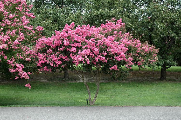 Lagerstroemia indica Crapemyrtle Lagerstroemia indica in Indianapolis Carmel Fishers