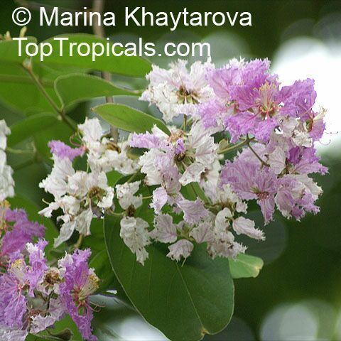 Lagerstroemia loudonii Lagerstroemia loudonii Thai Bungor TopTropicalscom