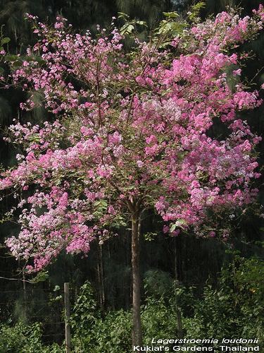 Lagerstroemia loudonii Lagerstroemia loudonii A rare pink form Kukiat Tanteeratarm Flickr