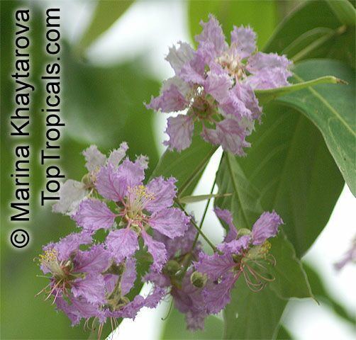 Lagerstroemia loudonii Lagerstroemia loudonii Thai Bungor TopTropicalscom