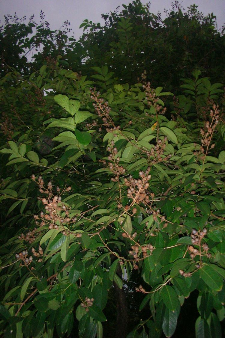 Lagerstroemia loudonii Lagerstroemia loudonii Wikipedia