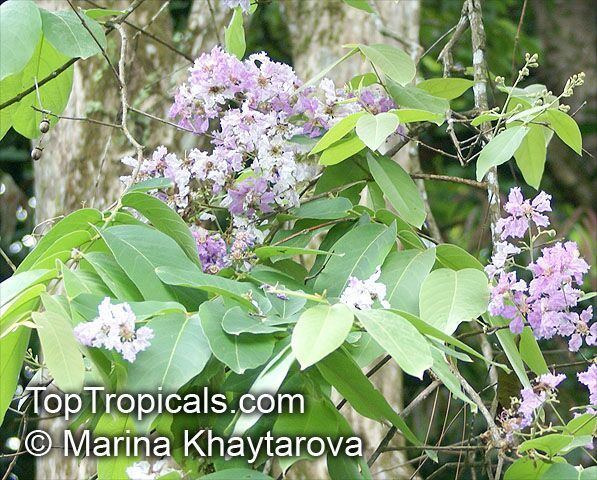 Lagerstroemia loudonii httpstoptropicalscompicsgardenm1Podarki3L