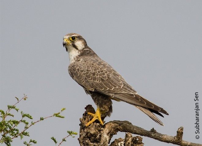 Laggar falcon Oriental Bird Club Image Database Laggar Falcon Falco jugger