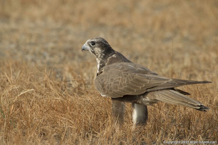 Laggar falcon AvianDiversity Laggar Falcon Falco jugger GrayJE 1834