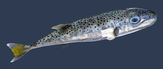 Lagocephalus sceleratus Silver Toadfish Lagocephalus sceleratus Australian Museum