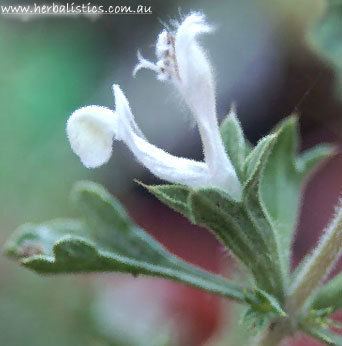Lagochilus Turkestan Mint Lagochilus inebrians Herbalistics