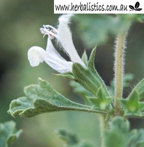 Lagochilus inebrians Turkestan Mint Lagochilus inebrians Herbalistics
