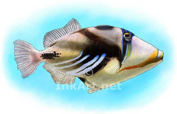 Lagoon triggerfish Lagoon Triggerfish Stock Art Illustration
