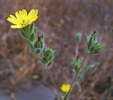 Lagophylla ramosissima httpsuploadwikimediaorgwikipediacommonsthu