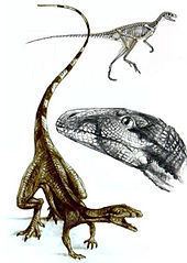 Lagosuchus httpsuploadwikimediaorgwikipediacommonsthu