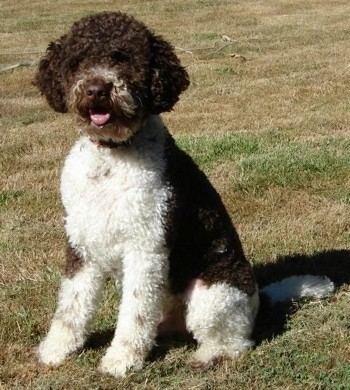 Lagotto Romagnolo Lagotto Romagnolo Dog Breed Information and Pictures