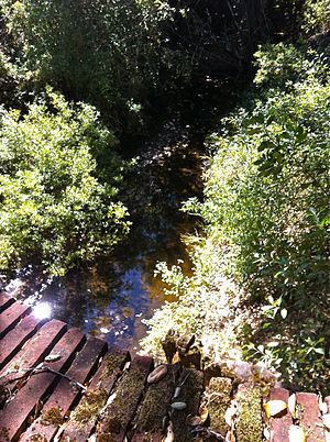 Laguna Creek (San Mateo County) httpsuploadwikimediaorgwikipediacommonsthu