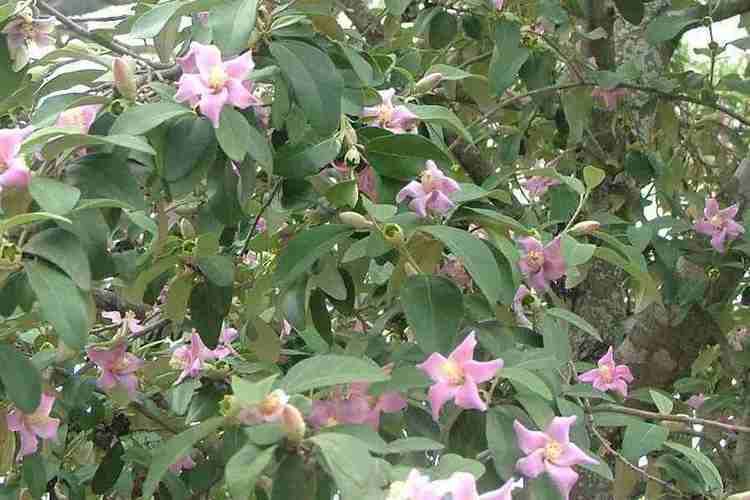 Lagunaria Lagunaria patersonia